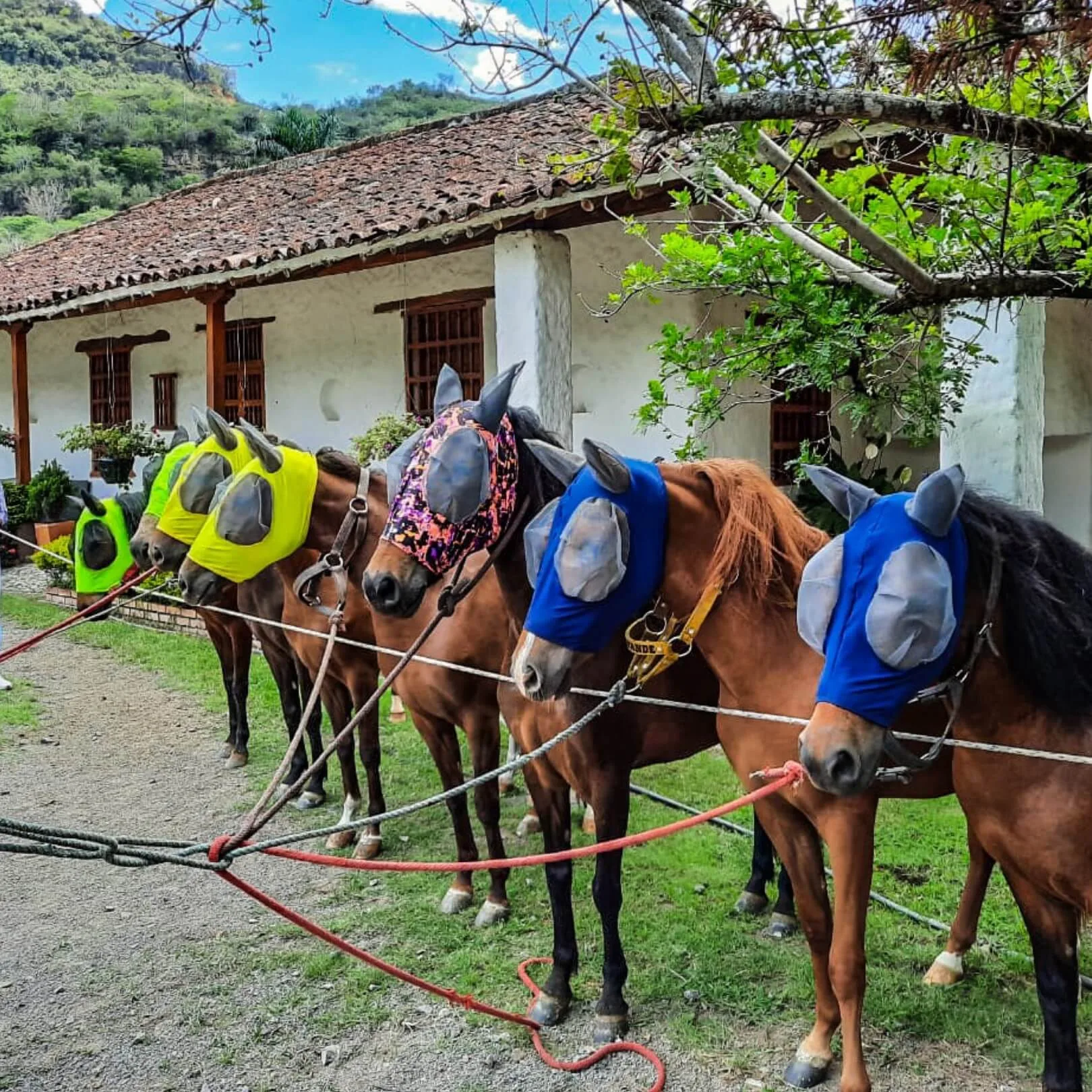 Anti moscas para Caballos
