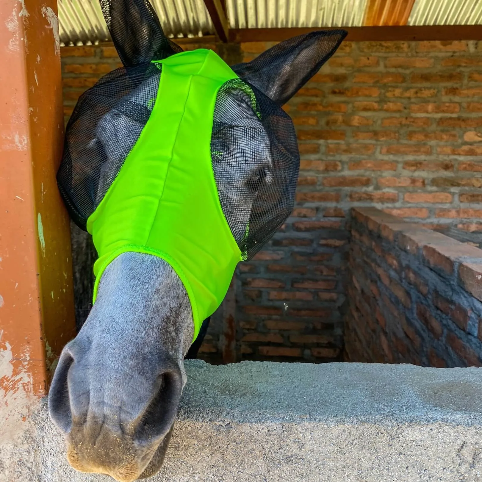 control de moscas en caballos