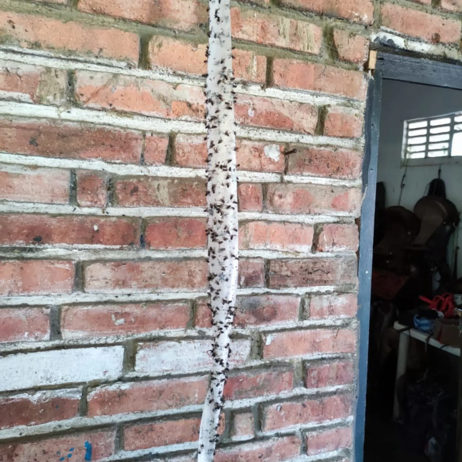 CatchMaster | Cinta Atrapamoscas Paquete x 4 - Image 5