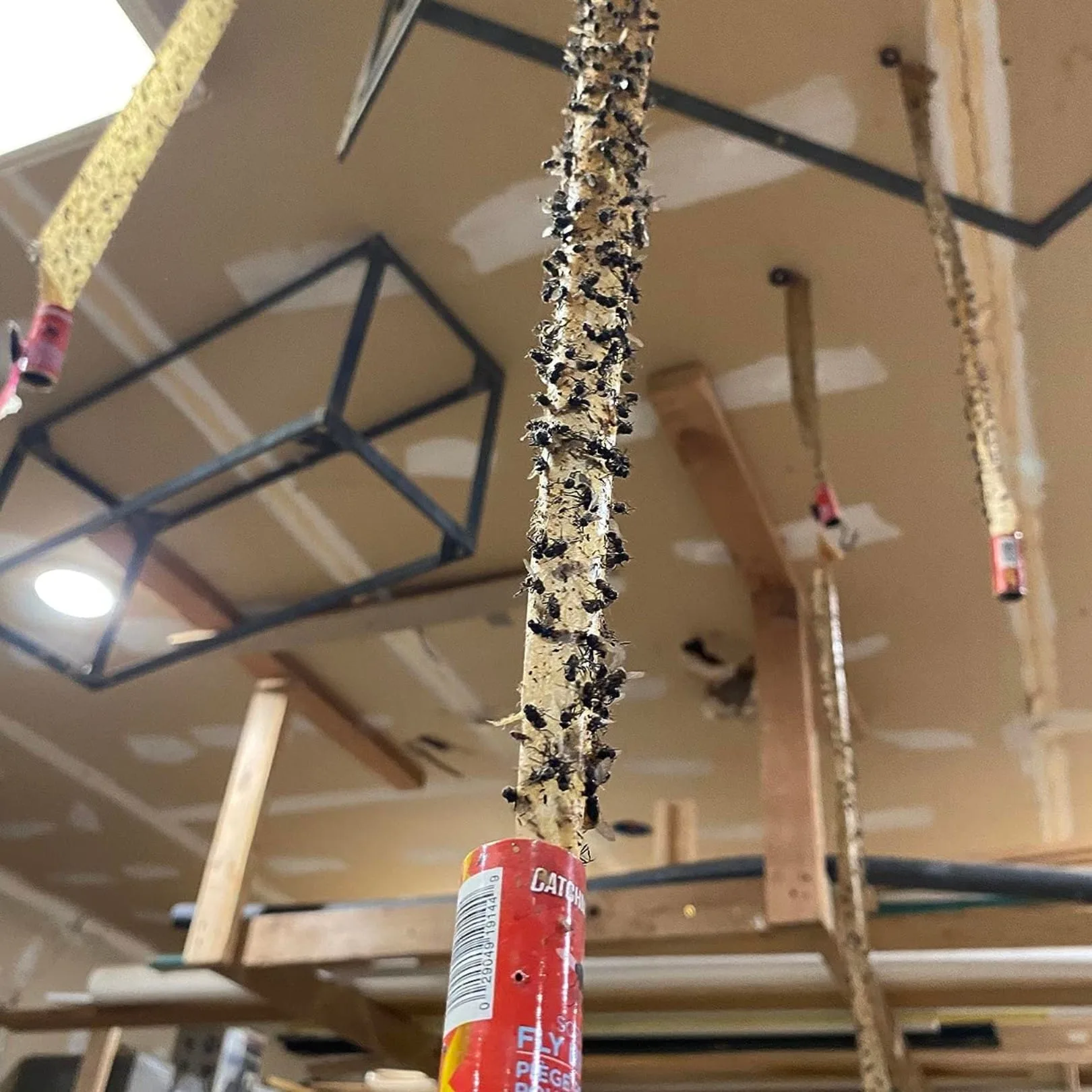 CatchMaster | Cinta Atrapamoscas Paquete x 4 - Image 2