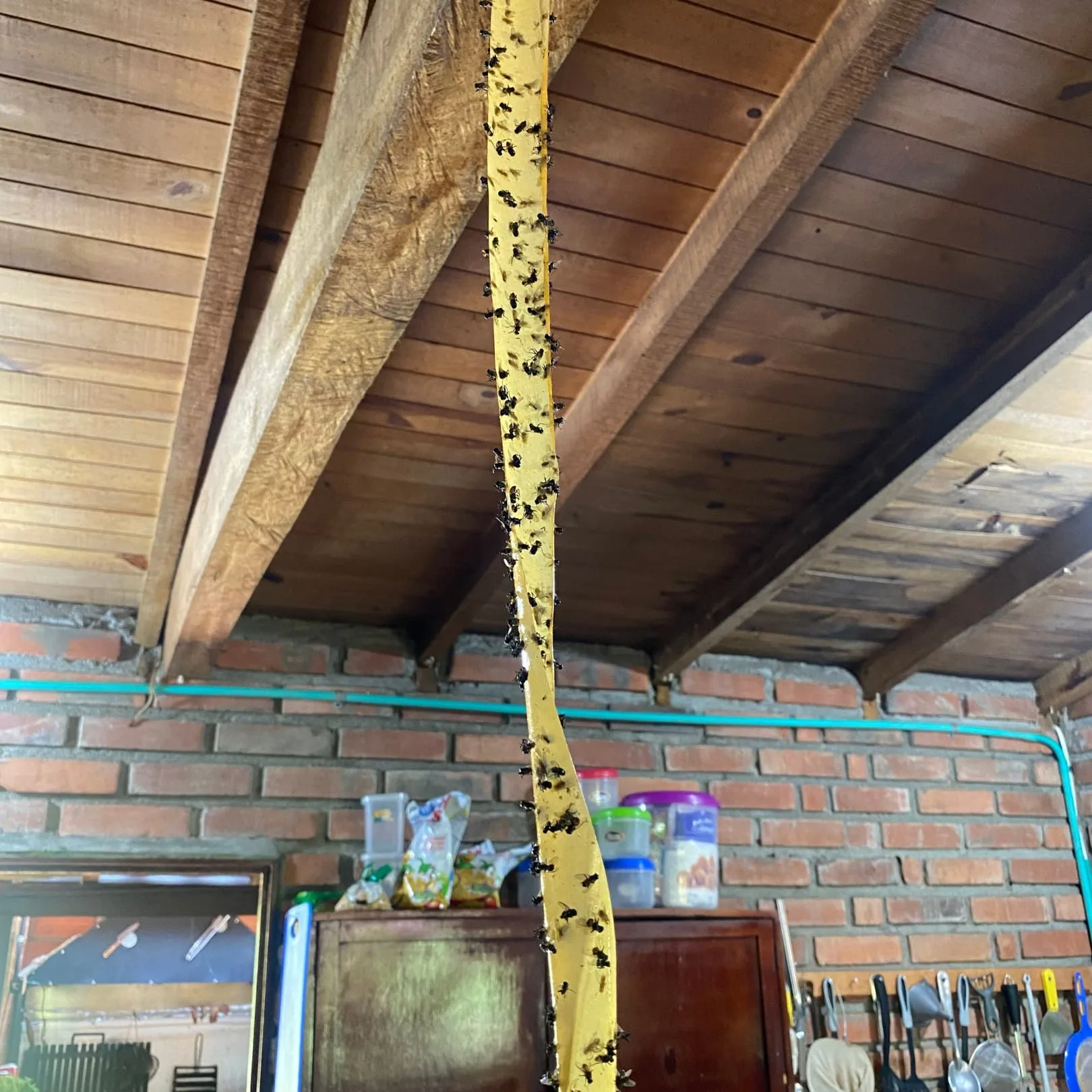 CatchMaster | Cinta Atrapamoscas Paquete x 4 - Image 6